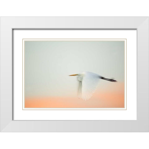 FL, South Venice, Great egret flying at sunrise White Modern Wood Framed Art Print with Double Matting by Morris, Arthur