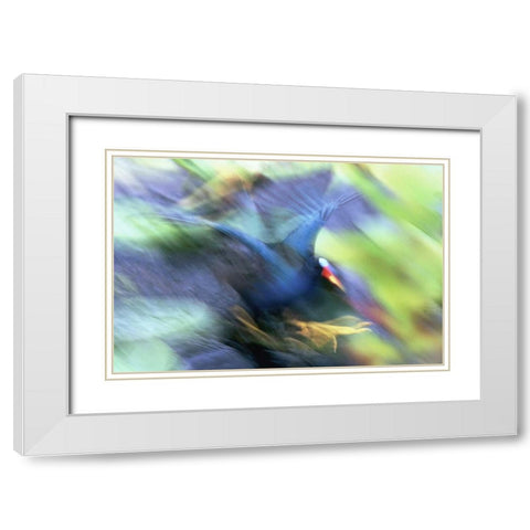 FL, Everglades NP Abstract of purple gallinule White Modern Wood Framed Art Print with Double Matting by Morris, Arthur