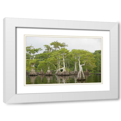 FL, Blue Cypress Lake Cypress trees with birds White Modern Wood Framed Art Print with Double Matting by Morris, Arthur