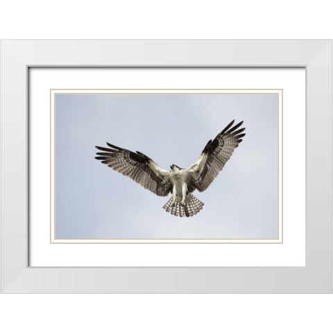 FL, Blue Cypress Lake Osprey hovering in sky White Modern Wood Framed Art Print with Double Matting by Morris, Arthur