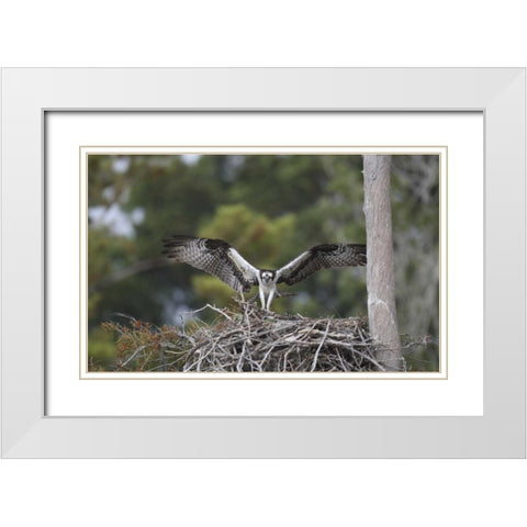 Florida, Blue Cypress Lake Osprey on its nest White Modern Wood Framed Art Print with Double Matting by Morris, Arthur
