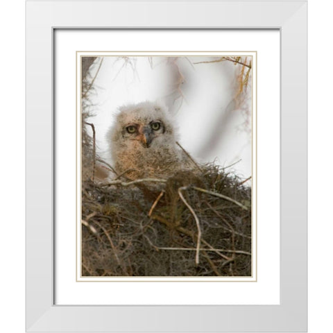 FL, Boynton Beach Nesting great horned owl chick White Modern Wood Framed Art Print with Double Matting by Williams, Joanne