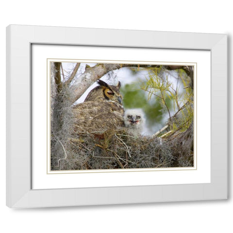 FL, Boynton Beach Great horned owl and chick White Modern Wood Framed Art Print with Double Matting by Williams, Joanne