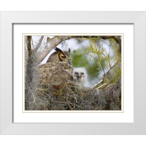 FL, Boynton Beach Great horned owl and chick White Modern Wood Framed Art Print with Double Matting by Williams, Joanne