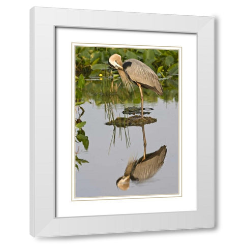FL, Delray Beach Great blue heron reflection White Modern Wood Framed Art Print with Double Matting by Williams, Joanne