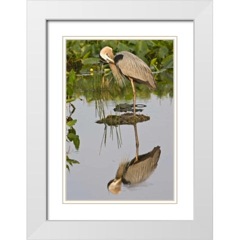 FL, Delray Beach Great blue heron reflection White Modern Wood Framed Art Print with Double Matting by Williams, Joanne