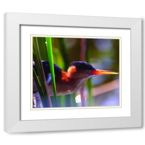 FL, Least bittern male in Wakodahatchee Wetlands White Modern Wood Framed Art Print with Double Matting by Williams, Joanne