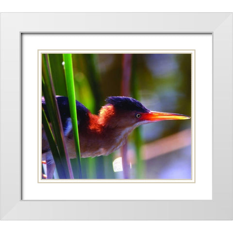 FL, Least bittern male in Wakodahatchee Wetlands White Modern Wood Framed Art Print with Double Matting by Williams, Joanne