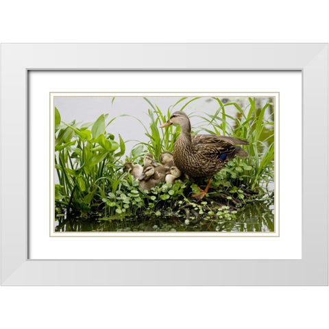 FL, Delray Beach Mottled duck parent and chicks White Modern Wood Framed Art Print with Double Matting by Williams, Joanne