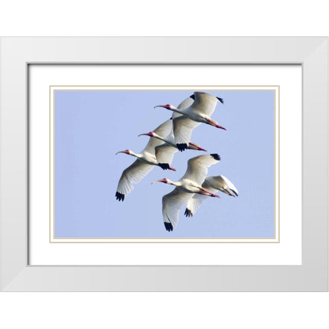 USA, Florida, Everglades NP Flying ibises White Modern Wood Framed Art Print with Double Matting by Williams, Joanne