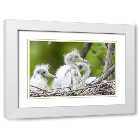 FL, Everglades NP Little blue heron chicks White Modern Wood Framed Art Print with Double Matting by Williams, Joanne