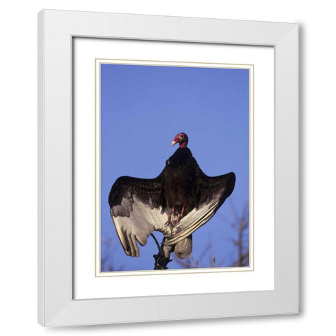 FL, Everglades NP Turkey vulture on dead tree White Modern Wood Framed Art Print with Double Matting by Williams, Joanne