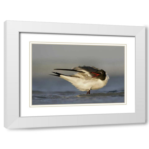 FL, Fort De Soto Park Laughing gull preens White Modern Wood Framed Art Print with Double Matting by Morris, Arthur