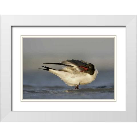 FL, Fort De Soto Park Laughing gull preens White Modern Wood Framed Art Print with Double Matting by Morris, Arthur