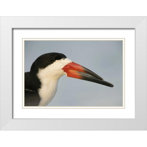 FL, Fort DeSoto Park, Mullet Key Black skimmer White Modern Wood Framed Art Print with Double Matting by Morris, Arthur