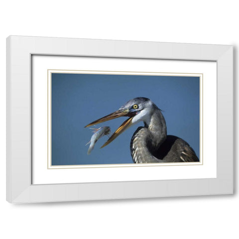 FL, Ft DeSoto Beach Great blue heron with fish White Modern Wood Framed Art Print with Double Matting by Williams, Joanne
