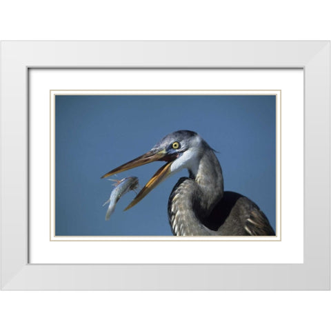 FL, Ft DeSoto Beach Great blue heron with fish White Modern Wood Framed Art Print with Double Matting by Williams, Joanne