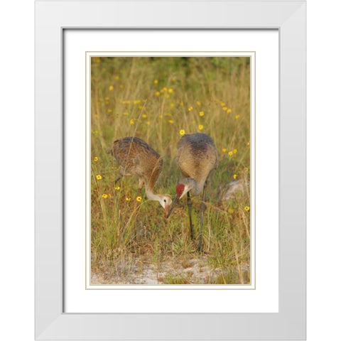 FL, Parent feeds sandhill crane chick a mayfly White Modern Wood Framed Art Print with Double Matting by Morris, Arthur