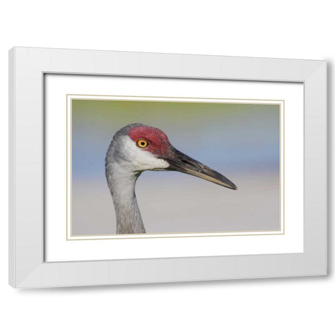 FL Sandhill crane adult with sand on bill White Modern Wood Framed Art Print with Double Matting by Morris, Arthur