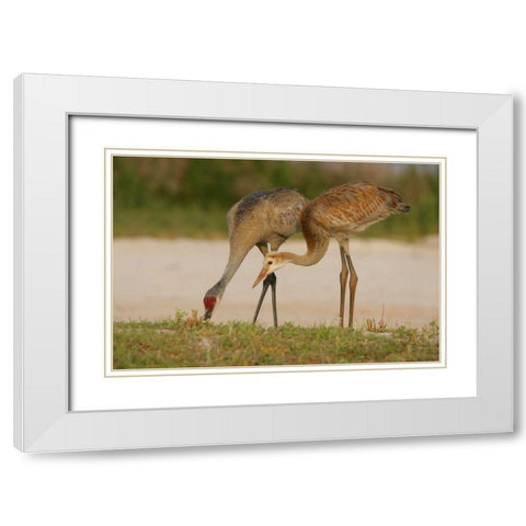 FL, Sandhill crane waits for food from parent White Modern Wood Framed Art Print with Double Matting by Morris, Arthur