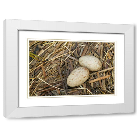 FL, Indian Lake Estates Sandhill crane eggs White Modern Wood Framed Art Print with Double Matting by Morris, Arthur