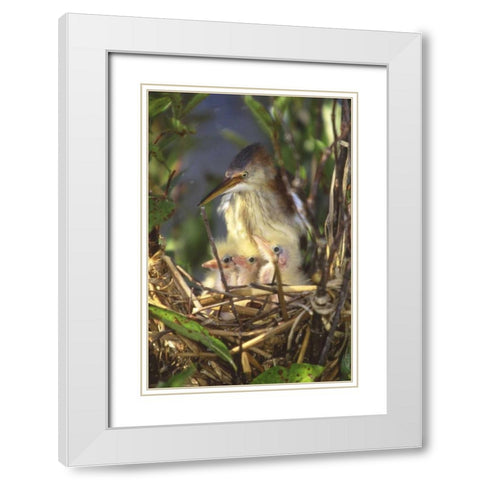 FL, Keenansville Least bittern and chicks White Modern Wood Framed Art Print with Double Matting by Williams, Joanne