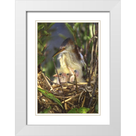 FL, Keenansville Least bittern and chicks White Modern Wood Framed Art Print with Double Matting by Williams, Joanne