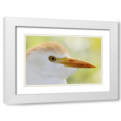 FL, Lake Kissimmee Portrait of cattle egret head White Modern Wood Framed Art Print with Double Matting by Morris, Arthur