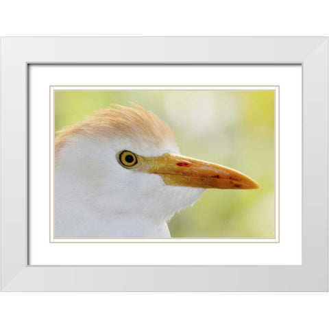 FL, Lake Kissimmee Portrait of cattle egret head White Modern Wood Framed Art Print with Double Matting by Morris, Arthur