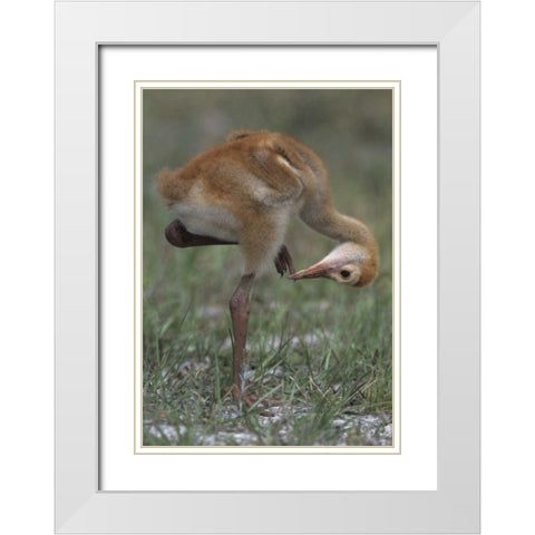FL, Lake Kissimmee Sandhill crane chick  White Modern Wood Framed Art Print with Double Matting by Williams, Joanne