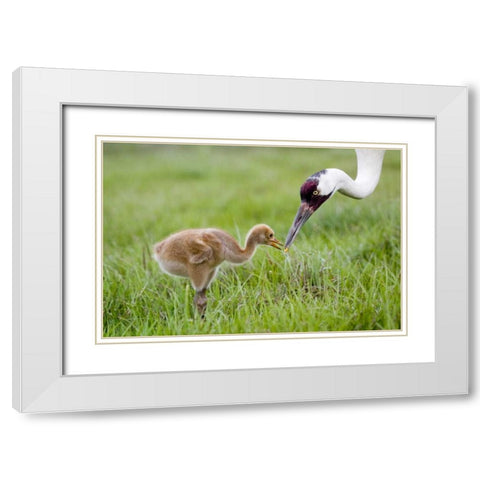 FL, Lake Kissimmee Whooping crane feeds chick White Modern Wood Framed Art Print with Double Matting by Williams, Joanne