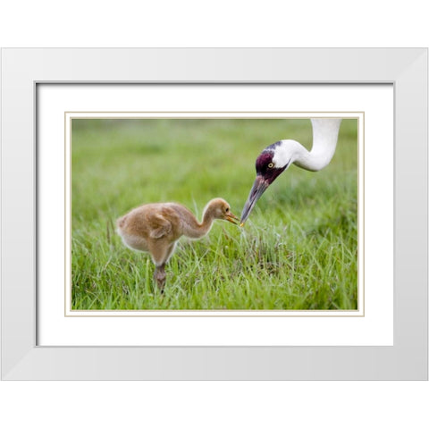 FL, Lake Kissimmee Whooping crane feeds chick White Modern Wood Framed Art Print with Double Matting by Williams, Joanne