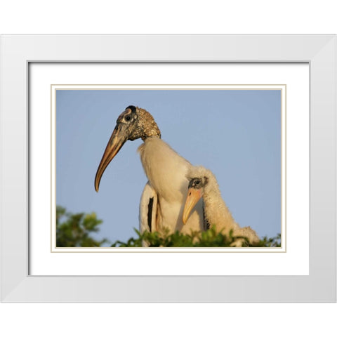 Florida, Lakeland Wood stork chick with parent White Modern Wood Framed Art Print with Double Matting by Morris, Arthur