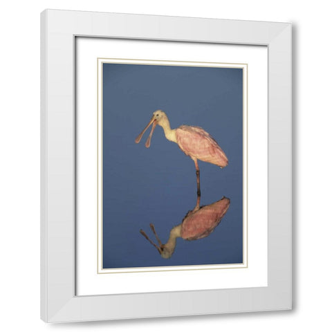 FL Roseate spoonbill reflects in still water White Modern Wood Framed Art Print with Double Matting by Williams, Joanne
