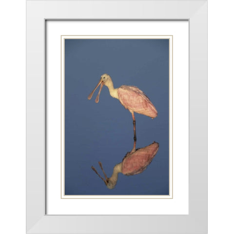 FL Roseate spoonbill reflects in still water White Modern Wood Framed Art Print with Double Matting by Williams, Joanne