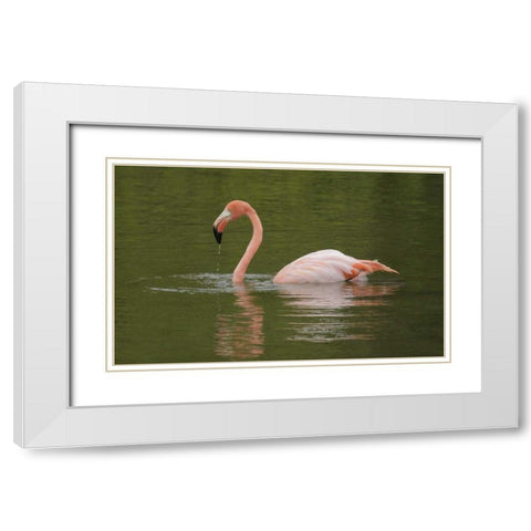 FL, Moreno Point Greater flamingo swimming White Modern Wood Framed Art Print with Double Matting by Morris, Arthur