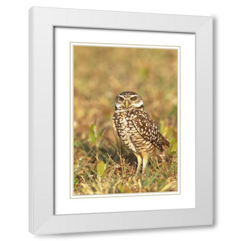 FL, Pompano Beach A burrowing owl White Modern Wood Framed Art Print with Double Matting by Williams, Joanne