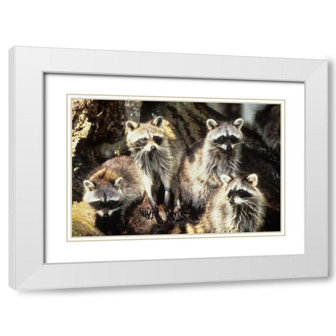 Florida, Silver Springs Raccoon family portrait White Modern Wood Framed Art Print with Double Matting by Williams, Joanne
