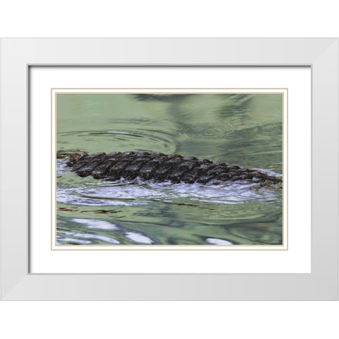 FL American alligator back in water White Modern Wood Framed Art Print with Double Matting by Morris, Arthur