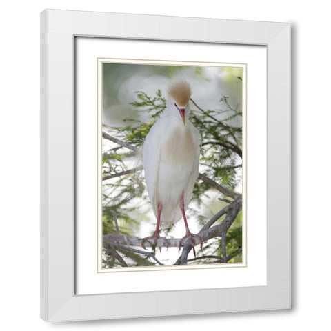 FL Cattle egret in breeding plumage on limb White Modern Wood Framed Art Print with Double Matting by Morris, Arthur