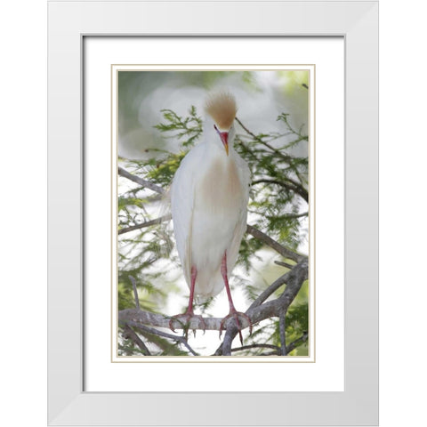 FL Cattle egret in breeding plumage on limb White Modern Wood Framed Art Print with Double Matting by Morris, Arthur