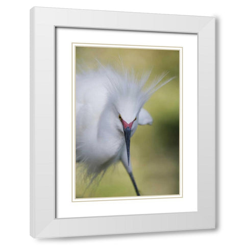 FL Snowy egret with its breeding plumage White Modern Wood Framed Art Print with Double Matting by Morris, Arthur