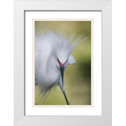 FL Snowy egret with its breeding plumage White Modern Wood Framed Art Print with Double Matting by Morris, Arthur