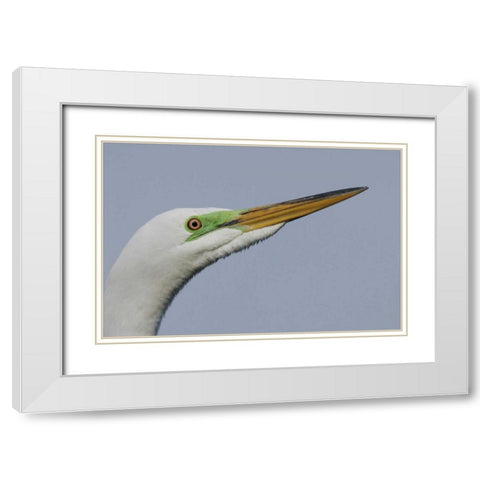 FL Great egret headshot White Modern Wood Framed Art Print with Double Matting by Morris, Arthur