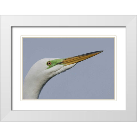 FL Great egret headshot White Modern Wood Framed Art Print with Double Matting by Morris, Arthur