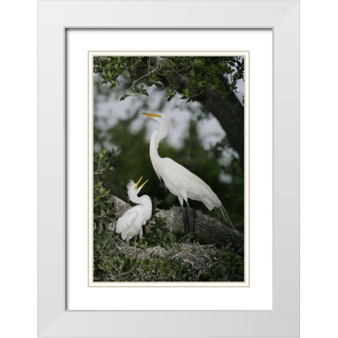 FL Great egret parent in nest with chick White Modern Wood Framed Art Print with Double Matting by Morris, Arthur