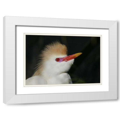 FL Portrait of cattle egret in breeding plumage White Modern Wood Framed Art Print with Double Matting by Morris, Arthur