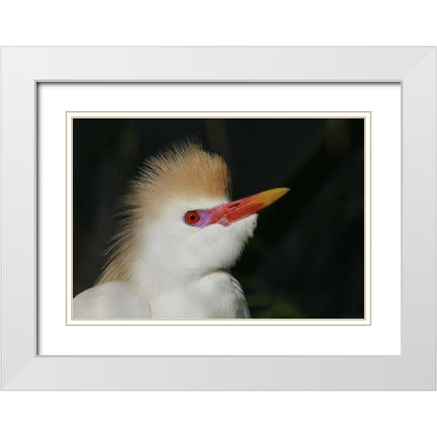 FL Portrait of cattle egret in breeding plumage White Modern Wood Framed Art Print with Double Matting by Morris, Arthur