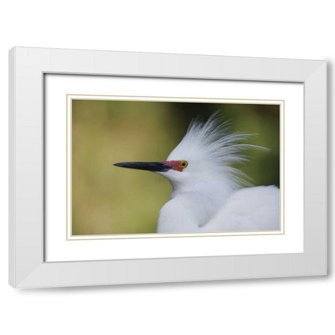 FL Snowy egret in breeding plumage White Modern Wood Framed Art Print with Double Matting by Morris, Arthur