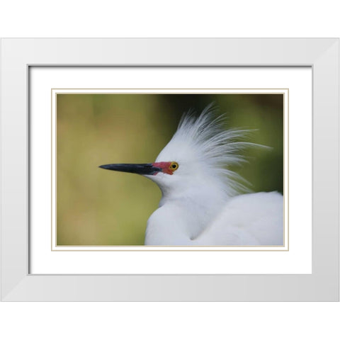 FL Snowy egret in breeding plumage White Modern Wood Framed Art Print with Double Matting by Morris, Arthur